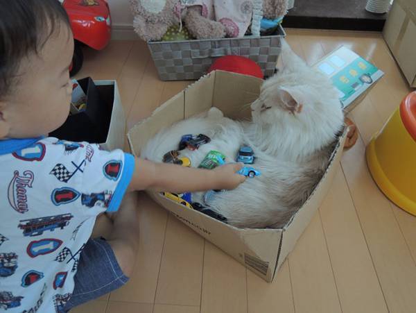 子供の遊びに付き合う愛猫、実は…？　子供と猫の関係性に心が温まる！