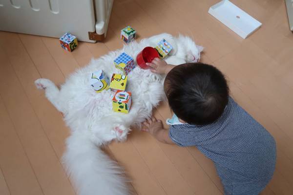 子供の遊びに付き合う愛猫、実は…？　子供と猫の関係性に心が温まる！