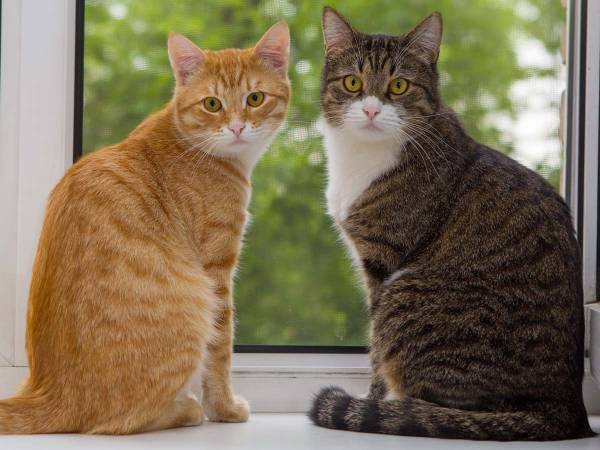 性格が正反対の２匹の猫　飼い主さんがおやつを見せると？　「超かわいい！」