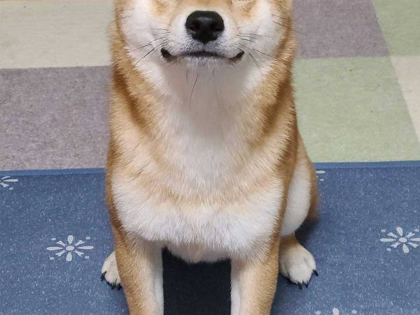 柴犬にカメラを向けると…？　完成した１枚が『証明写真』そのもの