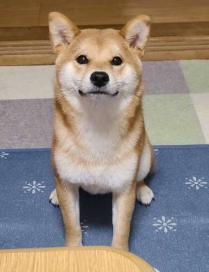 柴犬にカメラを向けると…？　完成した１枚が『証明写真』そのもの