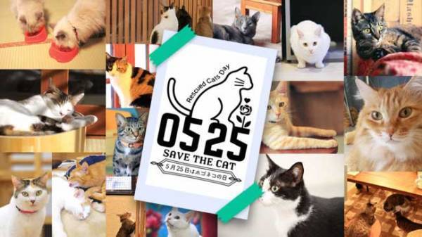 ５月２５日はホゴネコの日！　保護猫の命を救うキャンペーンを開催　内容は？