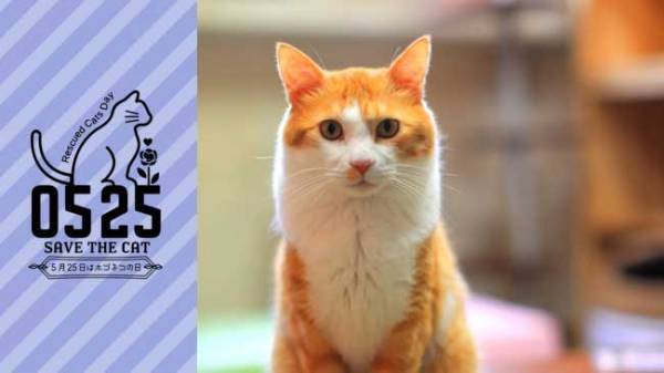 ５月２５日はホゴネコの日！　保護猫の命を救うキャンペーンを開催　内容は？