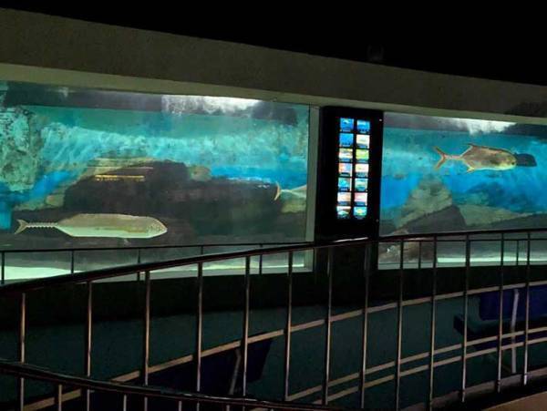 「どうなってるの！？」「骨が泳いでるみたい」　水族館で撮影された写真が話題に