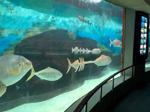 「どうなってるの！？」「骨が泳いでるみたい」　水族館で撮影された写真が話題に