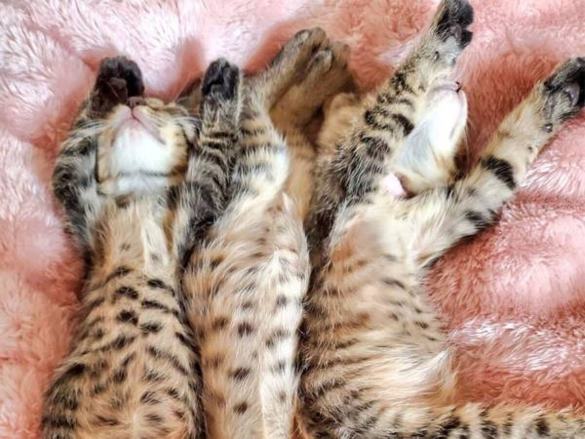 これは反則 なんだこの天使 子猫を保護すると 21年5月22日 ウーマンエキサイト 1 2