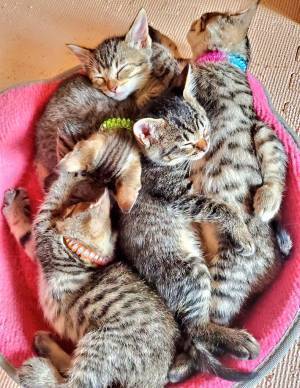 「これは反則」「なんだこの天使」　子猫を保護すると…？