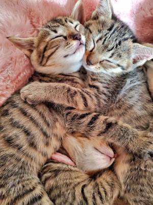 「これは反則」「なんだこの天使」　子猫を保護すると…？