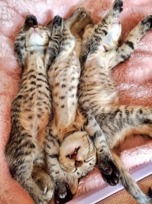 「これは反則」「なんだこの天使」　子猫を保護すると…？