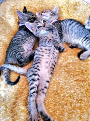 「これは反則」「なんだこの天使」　子猫を保護すると…？