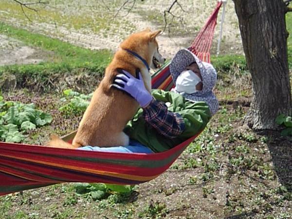 日常を写した１枚に反響　ハンモックで柴犬とおばあさんが？