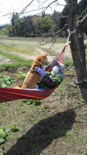 日常を写した１枚に反響　ハンモックで柴犬とおばあさんが？