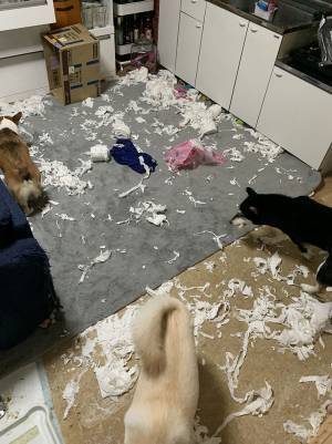 さぞ、楽しかっただろうな…　帰宅後、リビングに広がっていた光景を見て絶句