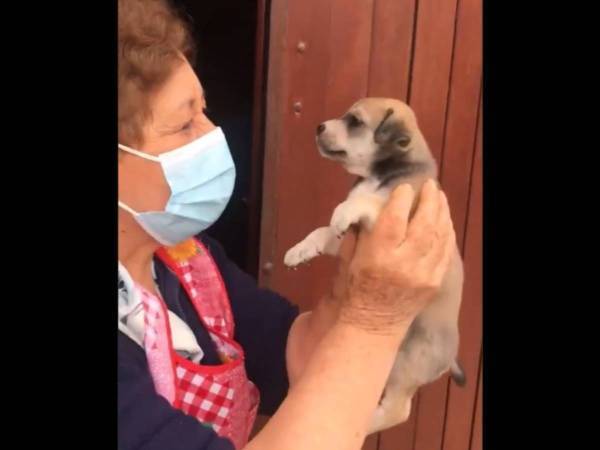 子犬とおばあさんの動画に祝福の声が殺到　「この子犬は宝くじに当たった」
