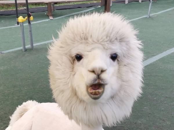 アルパカの『毛刈り後』がこちらです　写真に「ギャップに笑った」「癖になる」