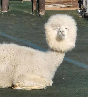 アルパカの『毛刈り後』がこちらです　写真に「ギャップに笑った」「癖になる」