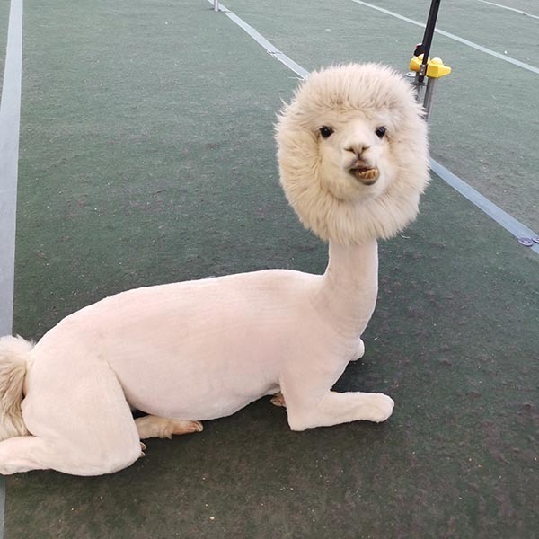 アルパカの『毛刈り後』がこちらです　写真に「ギャップに笑った」「癖になる」