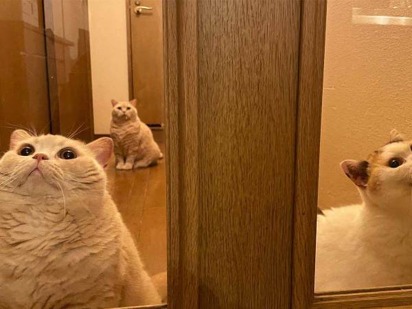 猫がいることに気付かずドアを閉めたら？　１時間後の光景が、ジワる