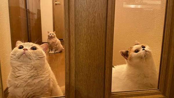 猫がいることに気付かずドアを閉めたら？　１時間後の光景が、ジワる