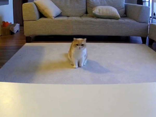 留守中の映像に、なぜかじっと動かない猫が　理由に「笑った」「賢すぎる！」