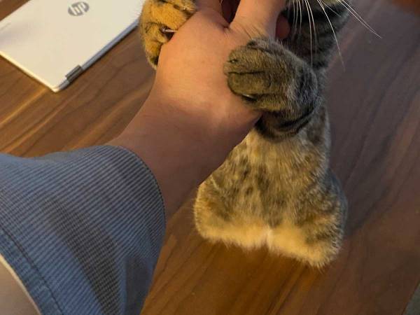 「癒やされた」「親指になりたい」　猫の可愛すぎる行動に、キュン！