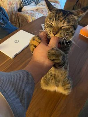 「癒やされた」「親指になりたい」　猫の可愛すぎる行動に、キュン！