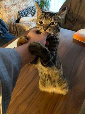 「癒やされた」「親指になりたい」　猫の可愛すぎる行動に、キュン！