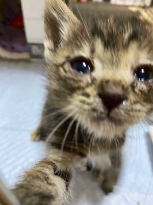 「癒やされた」「親指になりたい」　猫の可愛すぎる行動に、キュン！