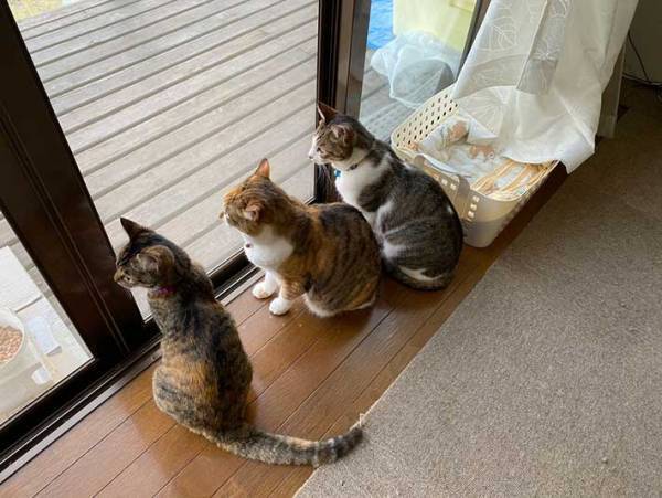 「癒やされた」「親指になりたい」　猫の可愛すぎる行動に、キュン！