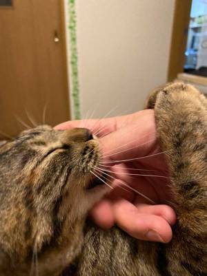 「癒やされた」「親指になりたい」　猫の可愛すぎる行動に、キュン！