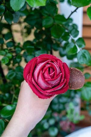 完成度が高すぎる…！　バラ園で撮影した『３枚』に、ときめきが止まらない