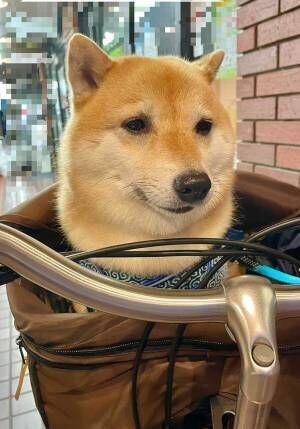 申し訳ないけど笑った 柴犬の ションボリ顔 が話題に 21年5月23日 ウーマンエキサイト 1 2