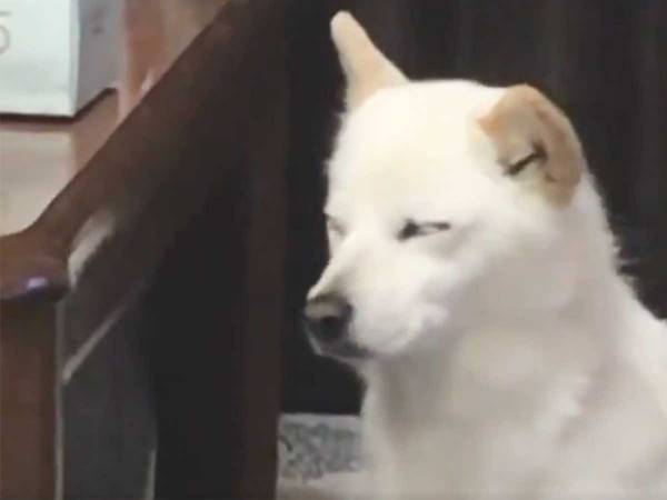 体を揺らし、居眠りをする犬　すると次の瞬間…？