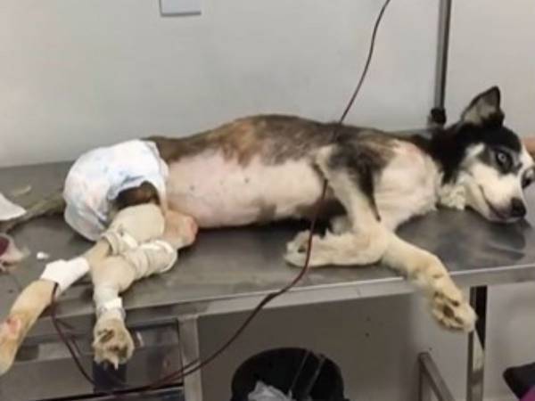 ブリーダーに虐待されていたハスキー　愛される喜びを知った後の姿に涙