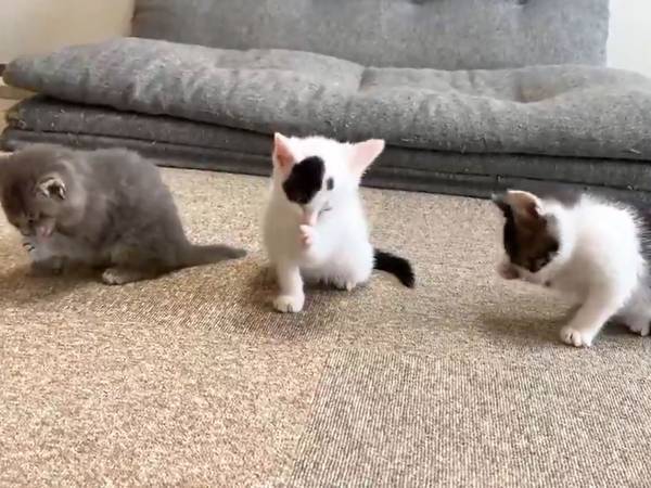 子猫の食後を撮影しただけ　なのに、７万人超が『いいね』した理由