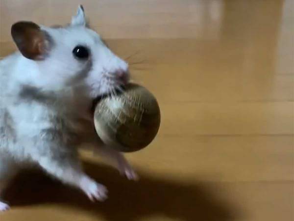 ハムスターってこんな歩き方だっけ！？個性的な歩き方が、まるで〇〇