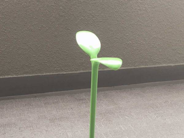 ベランダに巨大な『芽』が！？　夫は最初、笑っていたけど…