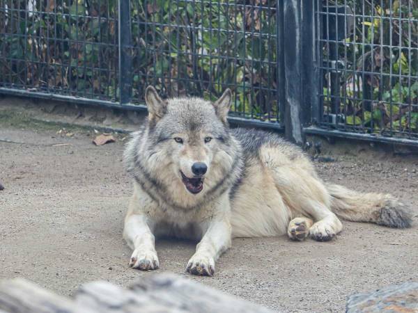 意見箱に「園内のにおいをなんとかしてほしい」　動物園の園長が、ブログで丁寧に返答