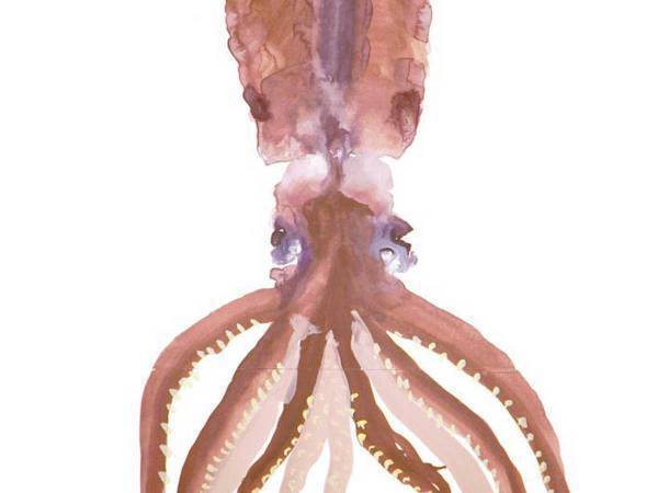 これが本物ってやつか…　１０歳の少女が描いたイカに、２０万『いいね』