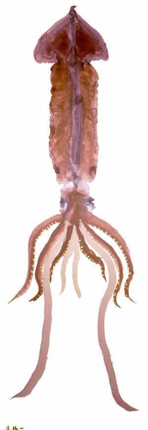 これが本物ってやつか…　１０歳の少女が描いたイカに、２０万『いいね』