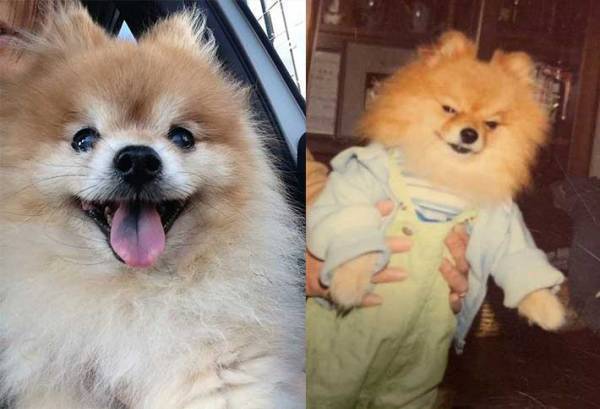 電車のつり革につかまったら、視界に愛犬が…　飼い主の投稿に反響