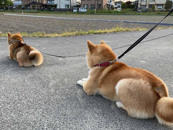 散歩中、伏せを始めた２匹の柴犬　視線の先にいたのは…？
