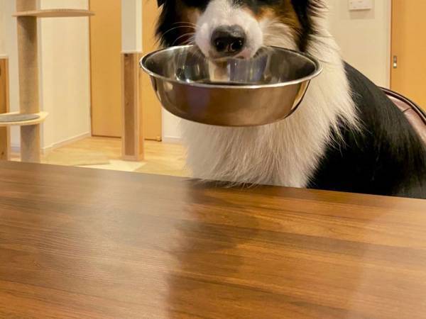 犬がおわんをくわえて…？　飼い主も感心した、行動とは
