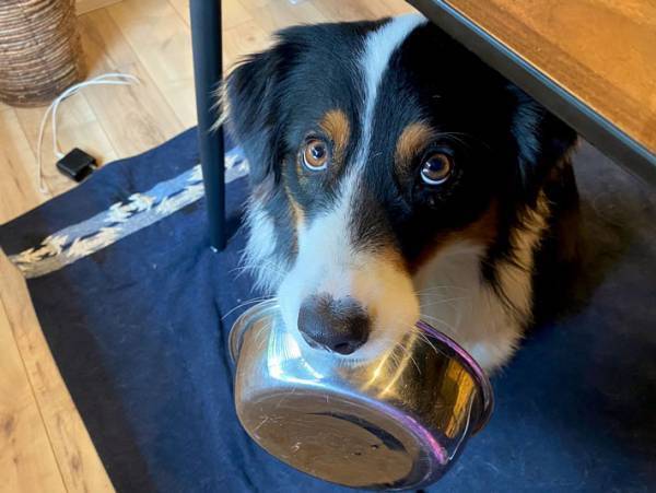 犬がおわんをくわえて…？　飼い主も感心した、行動とは