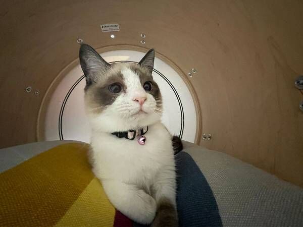 どら猫 ネコバス いい場所だけど 猫がくつろいでいる場所は 21年5月25日 ウーマンエキサイト