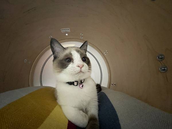 「どら猫？ネコバス？」「いい場所だけど…」　猫がくつろいでいる場所は…