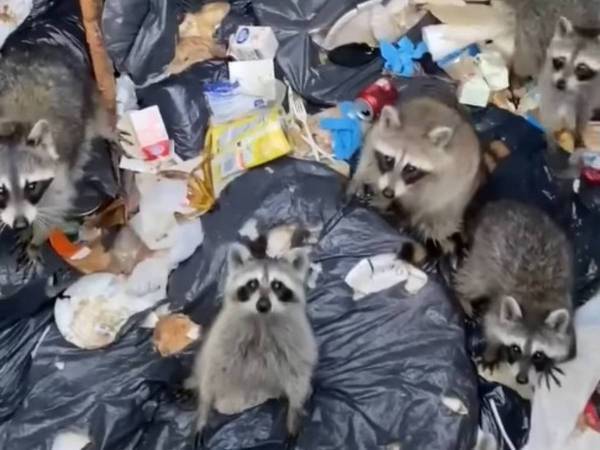 ゴミ箱から出られなくなったアライグマ　優しい男性が見事な方法で救出