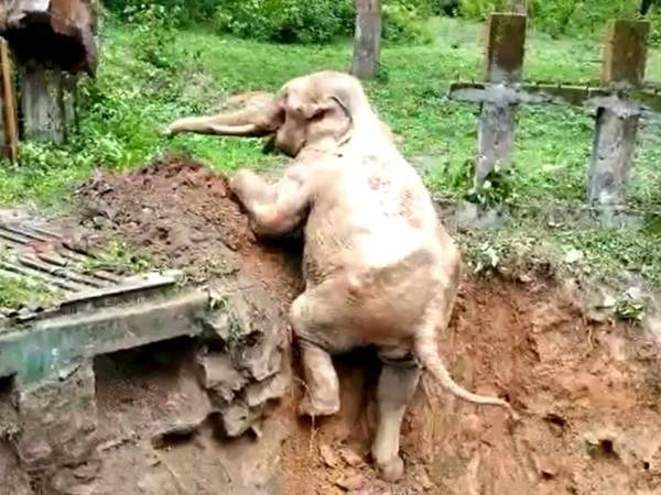 穴に落ちた子ゾウ　救出された後、再び近寄ってきて…？　「最高」「涙が出た」