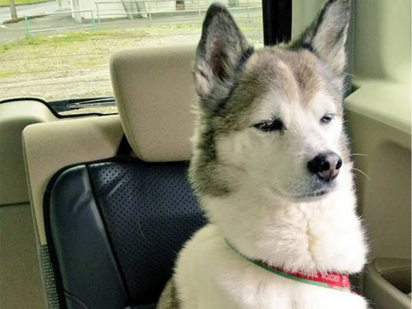 予防接種を受けに来た愛犬　ビフォーアフターの写真が違いすぎると話題に