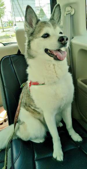 予防接種を受けに来た愛犬　ビフォーアフターの写真が違いすぎると話題に